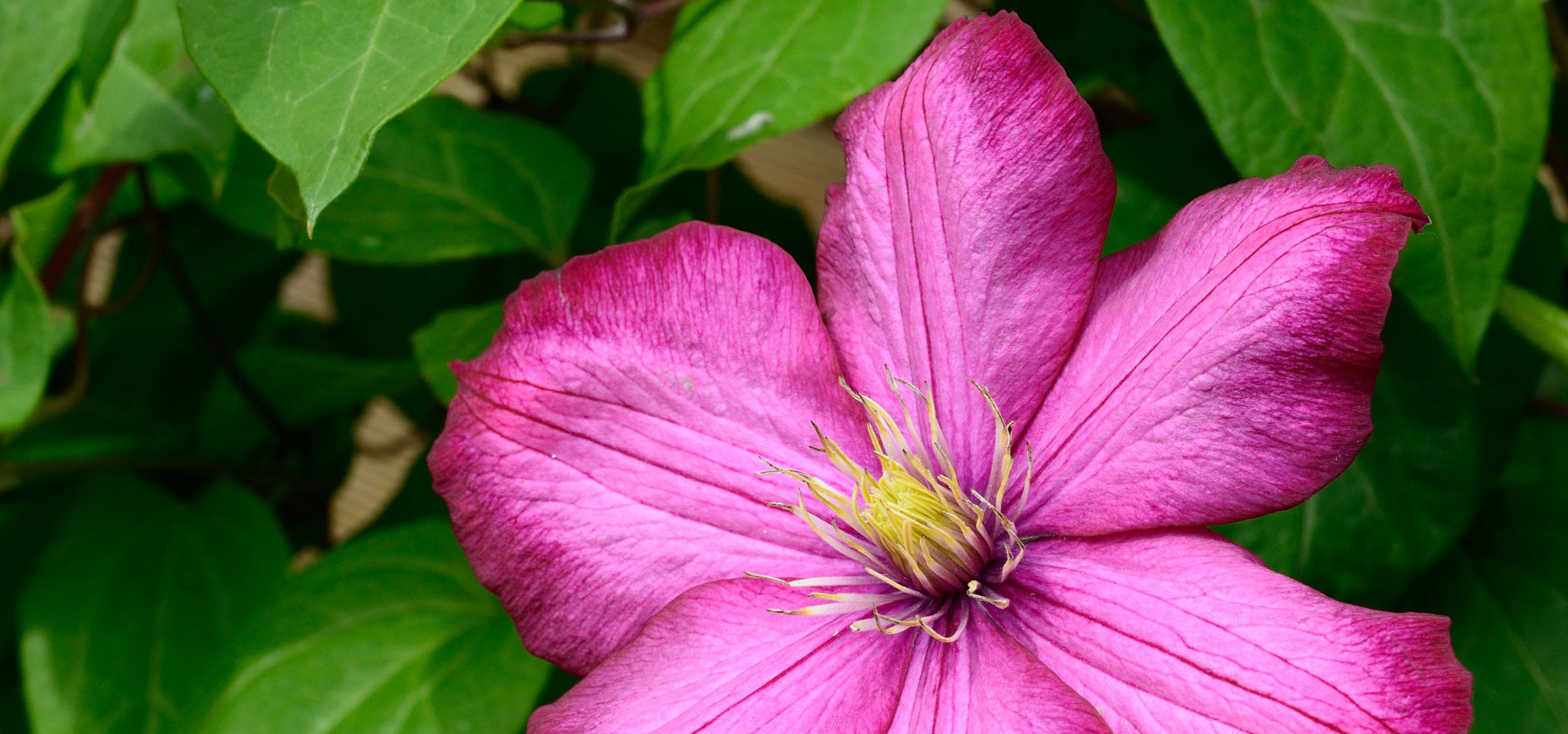 Convicted after cutting down clematis